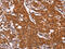 Adipocyte Plasma Membrane Associated Protein antibody, CSB-PA915948, Cusabio, Immunohistochemistry frozen image 