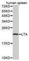 Lymphotoxin-alpha antibody, MBS126469, MyBioSource, Western Blot image 