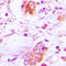 Follistatin antibody, LS-C353269, Lifespan Biosciences, Immunohistochemistry frozen image 