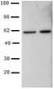 T-Box 21 antibody, 14-5825-82, Invitrogen Antibodies, Western Blot image 