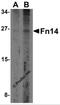TNF Receptor Superfamily Member 12A antibody, 3951, ProSci, Western Blot image 