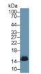 Hemoglobin Subunit Alpha 2 antibody, LS-C294445, Lifespan Biosciences, Western Blot image 