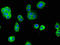 Elastase, Neutrophil Expressed antibody, A56090-100, Epigentek, Immunofluorescence image 