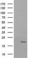 NADH:Ubiquinone Oxidoreductase Subunit B10 antibody, TA505114, Origene, Western Blot image 