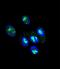 Forkhead Box P2 antibody, LS-C166242, Lifespan Biosciences, Immunofluorescence image 