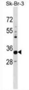 Phytanoyl-CoA Dioxygenase Domain Containing 1 antibody, AP53292PU-N, Origene, Western Blot image 