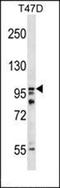 Creatine Kinase, M-Type antibody, orb100001, Biorbyt, Western Blot image 