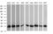 RAS Like Proto-Oncogene B antibody, MA5-26219, Invitrogen Antibodies, Western Blot image 