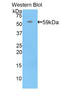 Perforin 1 antibody, LS-C305311, Lifespan Biosciences, Western Blot image 