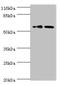 Ganglioside Induced Differentiation Associated Protein 2 antibody, orb351489, Biorbyt, Western Blot image 