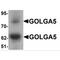 Golgin A5 antibody, MBS153710, MyBioSource, Western Blot image 