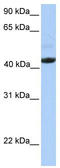 Ectodysplasin A Receptor antibody, TA338493, Origene, Western Blot image 