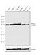Dynamin 1 Like antibody, 702782, Invitrogen Antibodies, Western Blot image 
