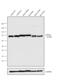 Dynamin 1 Like antibody, 702782, Invitrogen Antibodies, Western Blot image 