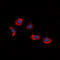 P2Y Receptor Family Member 8 antibody, LS-C368450, Lifespan Biosciences, Immunofluorescence image 