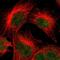 Kelch Like Family Member 8 antibody, NBP1-81415, Novus Biologicals, Immunofluorescence image 