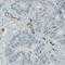 Podocalyxin Like antibody, NBP2-52903, Novus Biologicals, Immunohistochemistry frozen image 