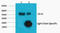 Carbonic anhydrase IX antibody, STJ96978, St John