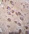 Protocadherin Alpha 3 antibody, abx026615, Abbexa, Immunohistochemistry frozen image 
