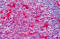 Pleckstrin antibody, MBS245747, MyBioSource, Immunohistochemistry frozen image 