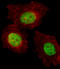 Transcriptional Regulating Factor 1 antibody, LS-C160168, Lifespan Biosciences, Immunofluorescence image 