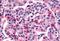 Frizzled Class Receptor 5 antibody, NBP1-02414, Novus Biologicals, Immunohistochemistry paraffin image 