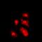 Cell Growth Regulator With Ring Finger Domain 1 antibody, orb215009, Biorbyt, Immunocytochemistry image 