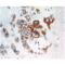 TNF Alpha Induced Protein 3 antibody, ADI-AAM-009-E, Enzo Life Sciences, Immunohistochemistry paraffin image 