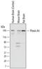 Plexin A4 antibody, MAB5856, R&D Systems, Western Blot image 