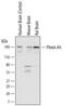 Plexin-A4 antibody, MAB5856, R&D Systems, Western Blot image 