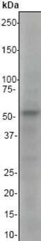 Checkpoint Kinase 1 antibody, ab40866, Abcam, Western Blot image 