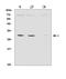 DHSB antibody, M01090-2, Boster Biological Technology, Western Blot image 