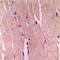 Glycogen Synthase 1 antibody, LS-C356076, Lifespan Biosciences, Immunohistochemistry frozen image 