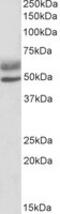 Autoimmune Regulator antibody, MBS421329, MyBioSource, Western Blot image 