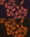 CD47 Molecule antibody, GTX53912, GeneTex, Immunofluorescence image 