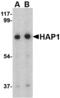 HAP1 antibody, A01658, Boster Biological Technology, Western Blot image 