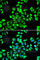 Cell Division Cycle 16 antibody, A7197, ABclonal Technology, Immunofluorescence image 