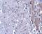 Matrilin 4 antibody, A11103, Boster Biological Technology, Immunohistochemistry frozen image 
