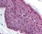 MDM2 Proto-Oncogene antibody, 48-781, ProSci, Immunohistochemistry paraffin image 