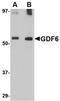 Growth/differentiation factor 6 antibody, NBP1-76364, Novus Biologicals, Western Blot image 