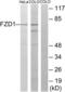 Frizzled Class Receptor 1 antibody, LS-C120592, Lifespan Biosciences, Western Blot image 