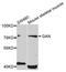 Gigaxonin antibody, STJ23745, St John