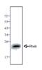 Ras Homolog, MTORC1 Binding antibody, MBS854642, MyBioSource, Western Blot image 