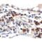 Trefoil Factor 3 antibody, LS-C144301, Lifespan Biosciences, Immunohistochemistry paraffin image 