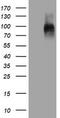CD31 antibody, TA504812, Origene, Western Blot image 