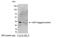 Glutathione-S-Transferase Tag antibody, NB600-325, Novus Biologicals, Western Blot image 