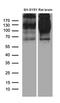 Sortilin Related Receptor 1 antibody, LS-C792716, Lifespan Biosciences, Western Blot image 