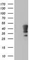 Homeobox C11 antibody, TA502572, Origene, Western Blot image 