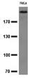 KI-67 antibody, TA800779BM, Origene, Western Blot image 
