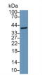 Favine antibody, MBS2026475, MyBioSource, Western Blot image 